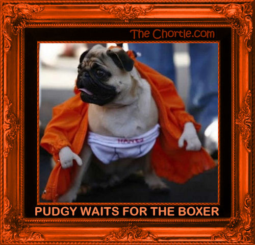 Pudgy waits for the boxer