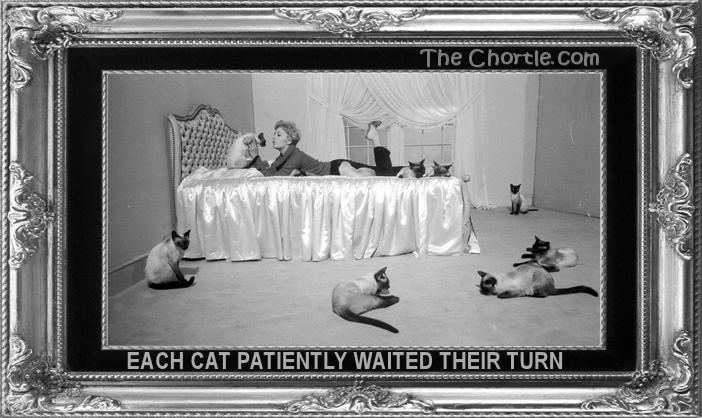 Each cat patiently waited their turn