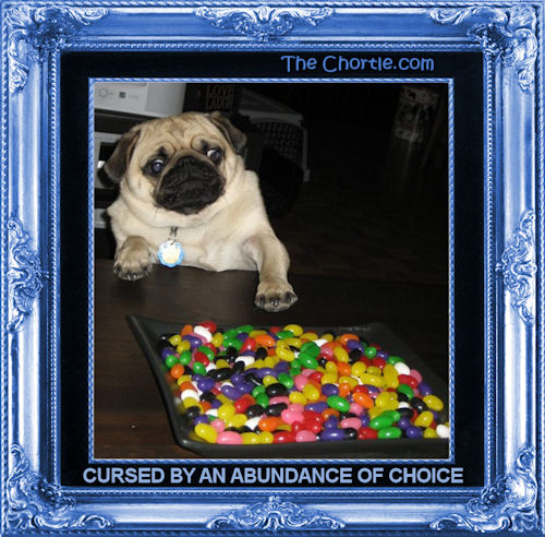 Cursed by an abundance of choice