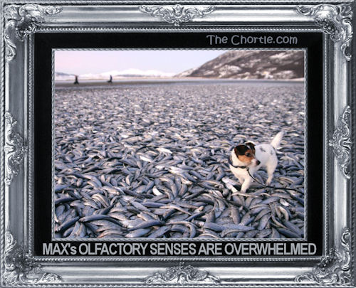 Max's olfactory senses are overwhelmed.