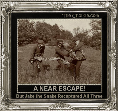A near escape. But Jake the Snake recaptured all three.