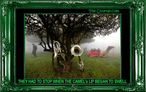 They had to stop when the camel's lip began to swell
