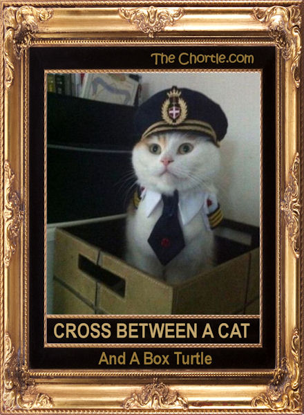 Cross between a cat and a box turtle