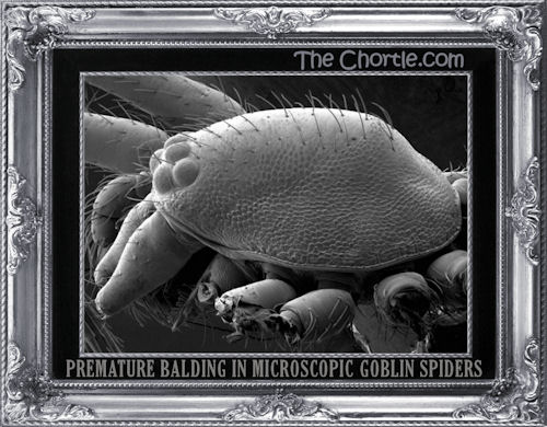 Premature balding in microscopic goblin spiders