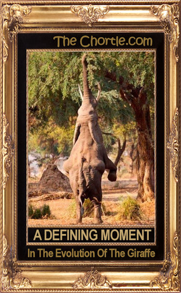 A defining moment in the evolution of the giraffe