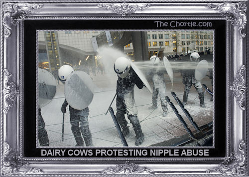 Dairy cows protesting nipple abuse
