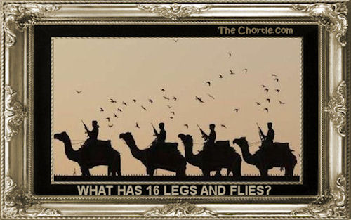 What has 16 legs and flies?