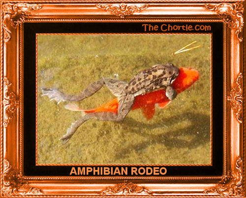 Amphibian Rodeo