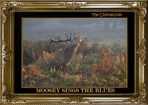 Moosey sings the blues
