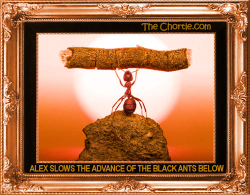 Alex slows the advance of the black ants below