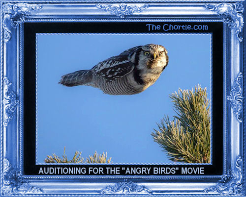Auditioning for the "Angry Birds" movie