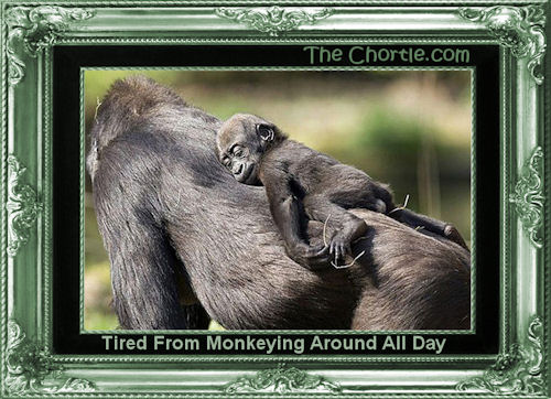 Tired from monkeying around all day