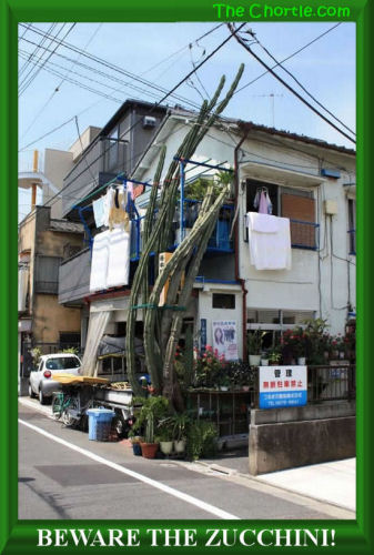 Beware the zucchini! 