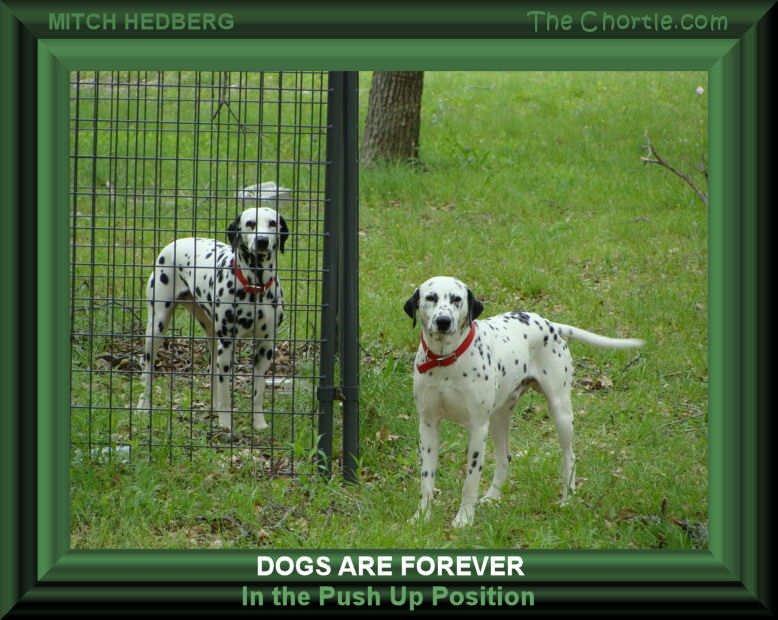 Dogs are forever in the push up position - Mitch Hedberg