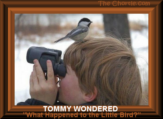 Tommy wondered. "What happened to the little bird?"