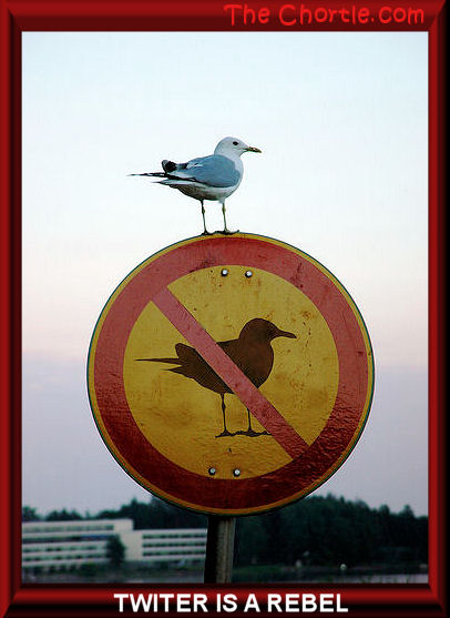 Twiter is a rebel