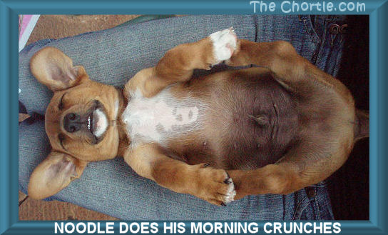 Noodle does his morning crunches.