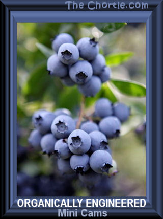 Organically engineered mini cams.