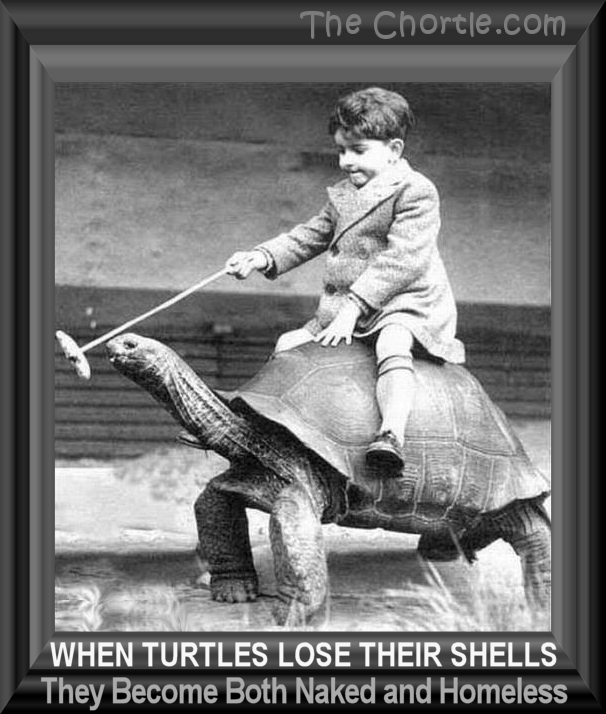 When turtles lost their shells, they become both naked and homeless.