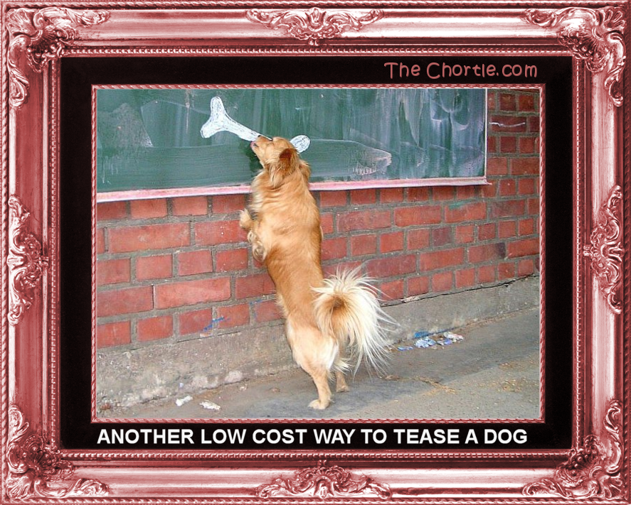 Another low cost way to tease a dog.