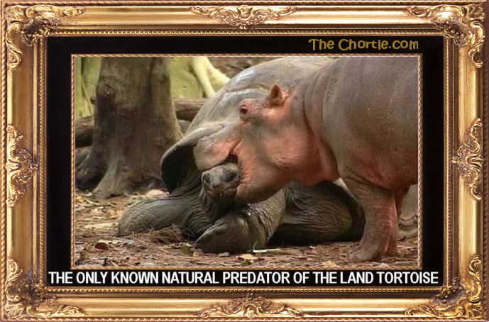 The only known natural predator of the land tortoise.