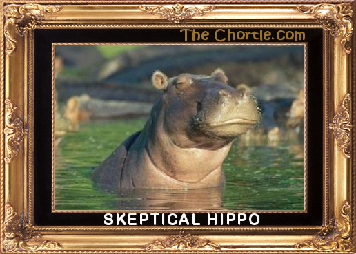 Skeptical hippo