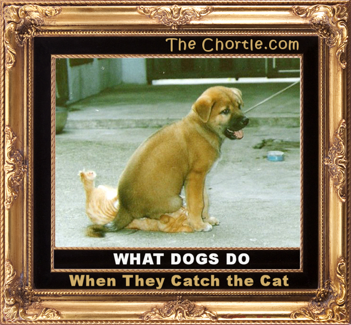 What dogs do when they catch the cat.