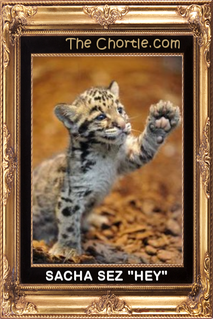Sacha sez "hey!"