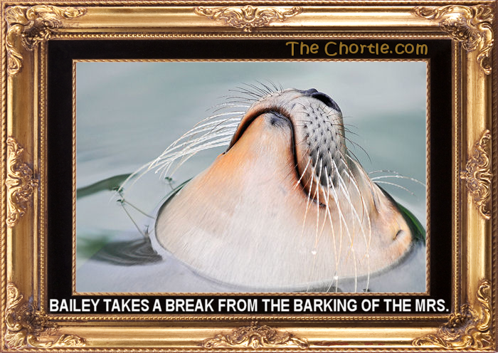 Baily takes a break from the barking of the Mrs.