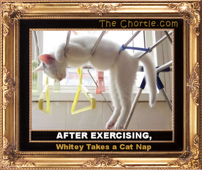 After exercizing, Whitey takes a cat nap.
