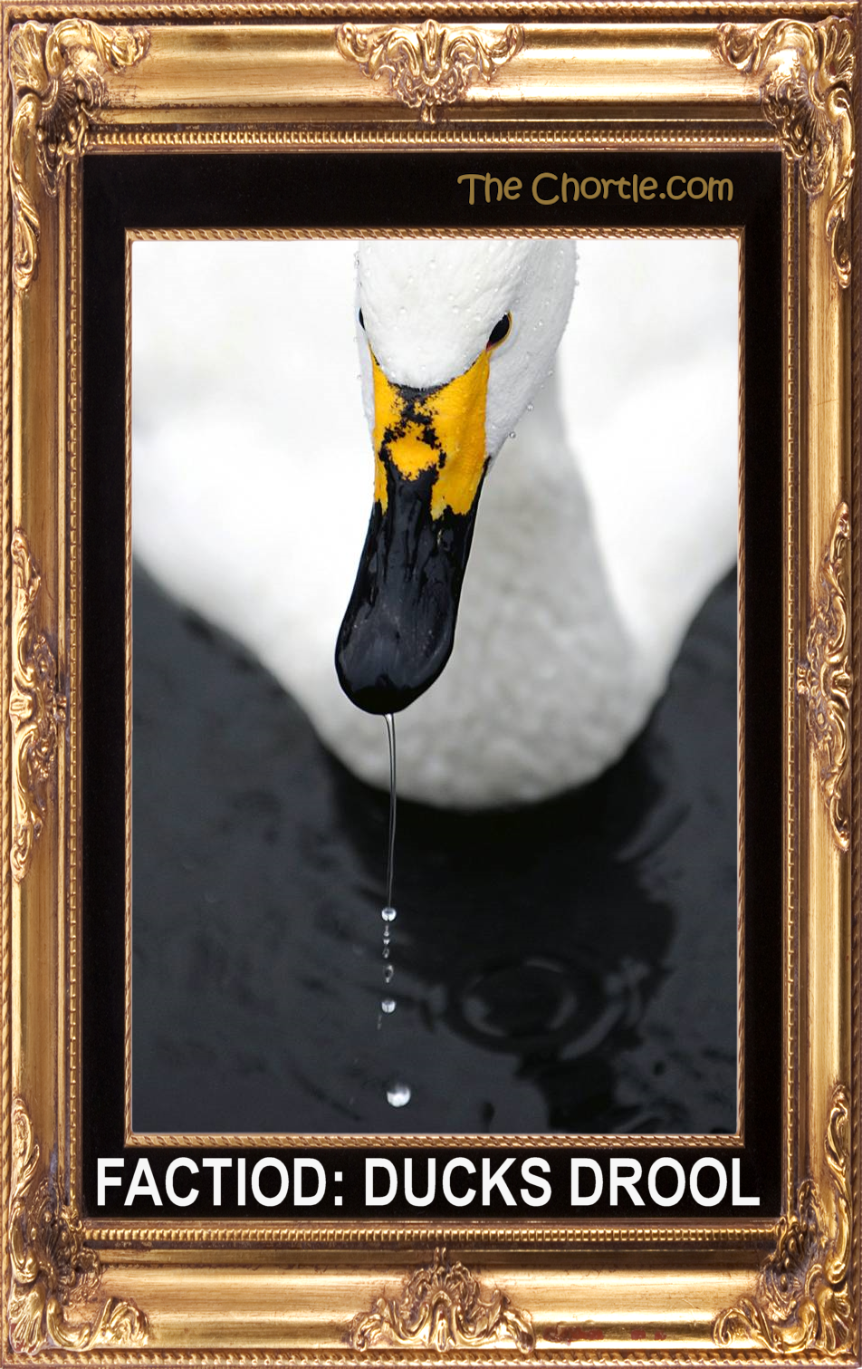 Factoid: Ducks drool