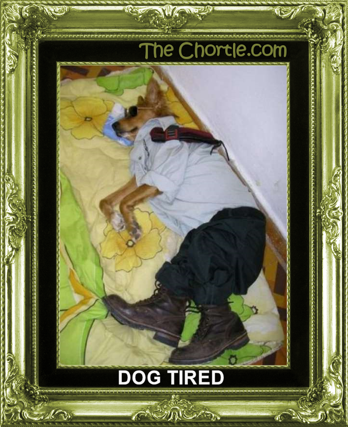 Dog tired