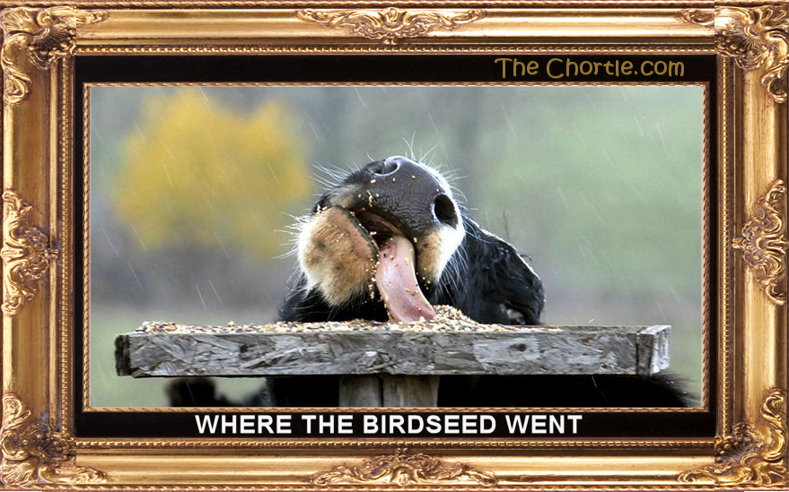 Where the birdseed went