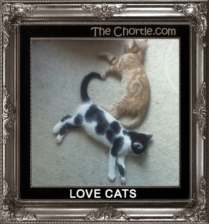 Love cats