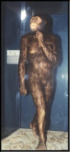 Creation: Lucy -- an upright tale of evolutionary fraud