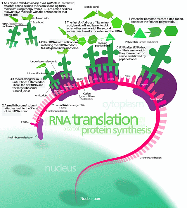 Protein Synthesis (HT: Wiki Media)