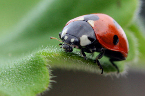 Ladybird_coccinella_septempunctata.jpg